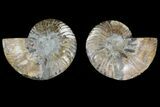 Agate Replaced Ammonite Fossil - Madagascar #169464-1